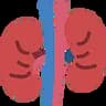 kidney