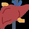 liver